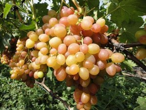 Хамелеон виноград, ранний (100-110 дней).
