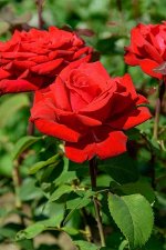 Гранд Амор роза чайно-гибридная красная