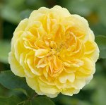 Голден Селебрейшн роза медно-желтый шраб.