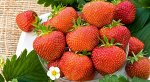 Корни садовой клубники Polka__A+,   (5 шт)