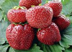 Корни садовой клубники Vima Tarda__A+ (1 шт)