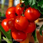 На зависть соседям -шикарная коллекция томатов от Партнера