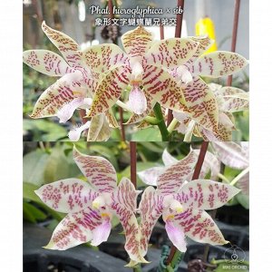 Phalaenopsis hieroglyphica
