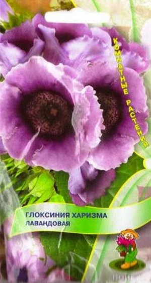 Глоксиния Харизма Лавандовая (Код: 81957)