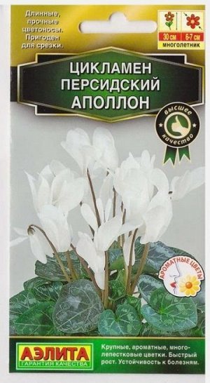 Цикламен Аполлон (Код: 73719)