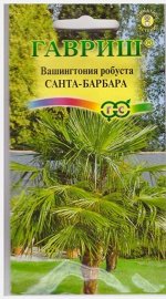 Вашингтония Санта-Барбара мощная (Код: 67013)