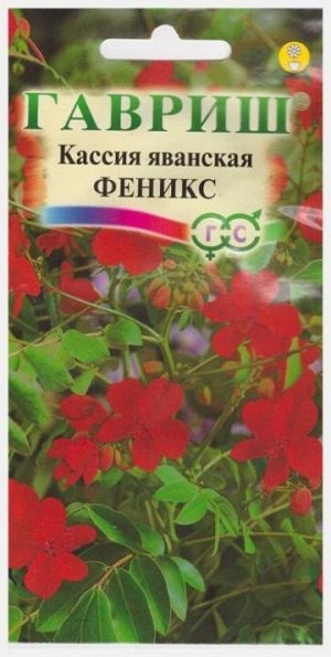 Кассия яванская Феникс (Код: 12492)