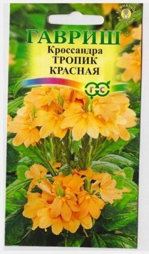Кроссандра Тропик Красная (Код: 13919)