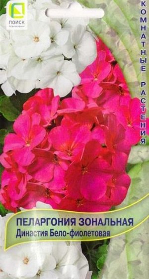Пеларгония Династия бело-фиолетовая (Код: 85707)