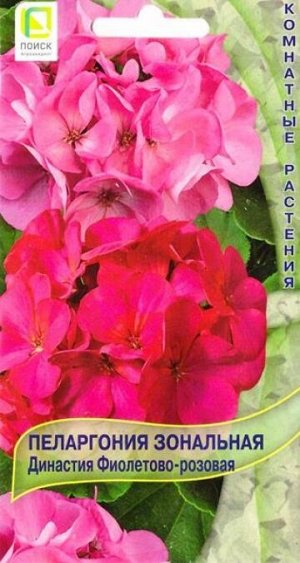Пеларгония Династия фиолетово-розовая (Код: 85709)