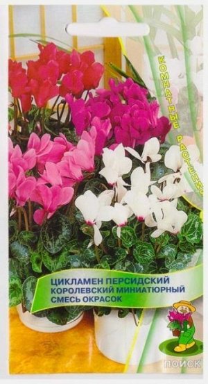 Цикламен Королевский мининиатюрный смесь (Код: 3667)