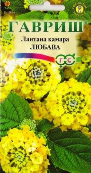 Лантана Камара Любава (Код: 9264)