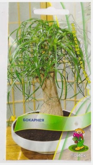 Бокарнея (Код: 72137)
