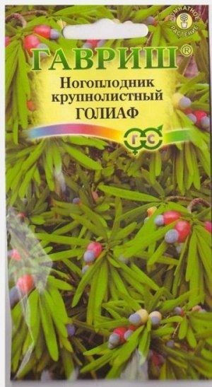 Ногоплодник круглолистный Голиаф (Код: 14510)