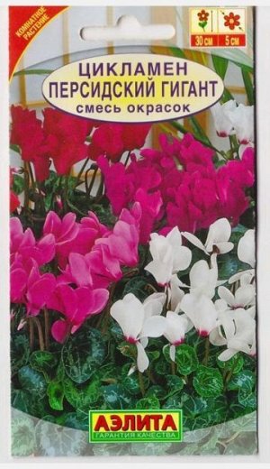 Цикламен Персидский Гигант (Код: 4938)