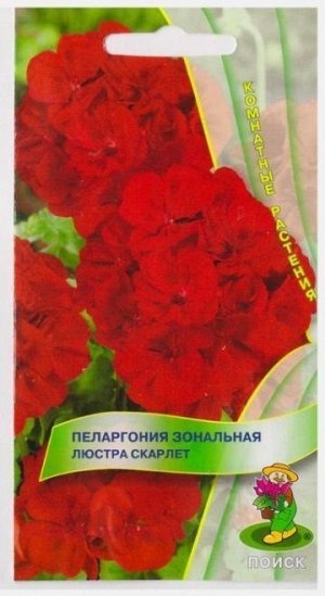 Пеларгония Люстра Скарлет (Код: 67288)