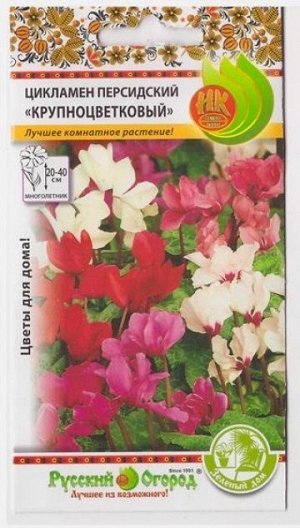 Цикламен Персидский Крупноцветковый смесь (Код: 179)