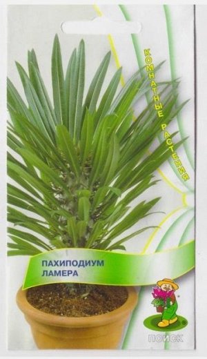 Пахиподиум Ламера (Код: 3658)