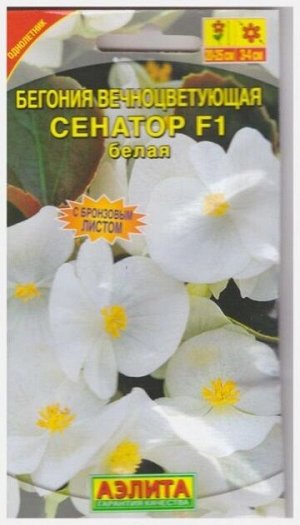 Бегония Сенатор Белая (Код: 70911)
