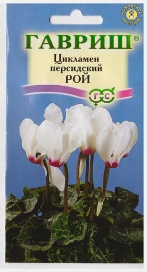 Цикламен Рой (Код: 5272)