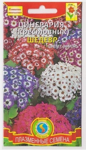 Цинерария Шедевр (Код: 76161)