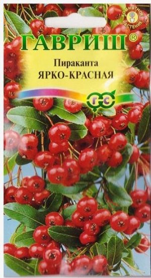 Пираканта Ярко-красная (Код: 78663)