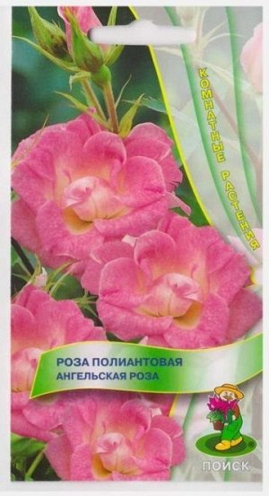 Роза Ангельская роза полиантовая (Код: 66994)