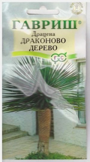 Драцена Драконово дерево (Код: 13165)