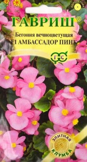 Бегония Амбассадор Пинк (Код: 84824)