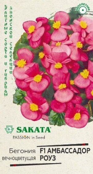 Бегония Амбассадор Роуз (Код: 88163)