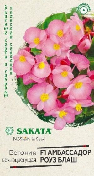 Бегония Амбассадор Роуз Блаш (Код: 88164)