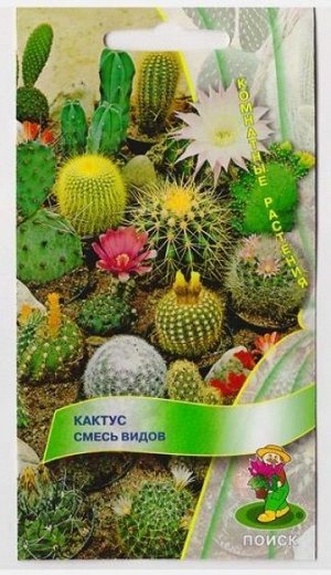 Кактус Смесь видов (Код: 16924)