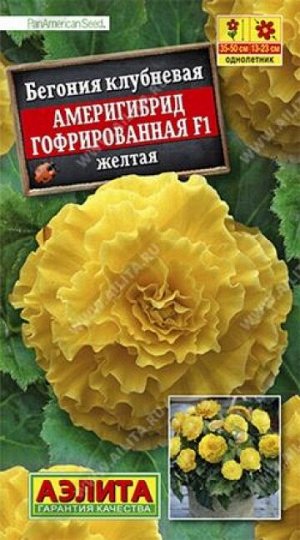 Бегония Америгибрид Желтая F1 (Код: 85998)