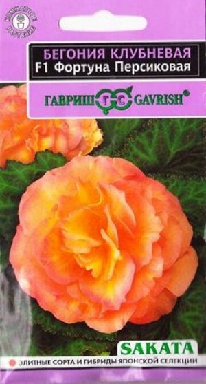 Бегония Фортуна Персиковая F1 (Код: 82704)