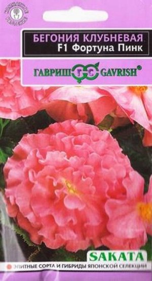 Бегония Фортуна Пинк F1 (Код: 84827)