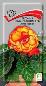 Бегония Шанель Желто-красная