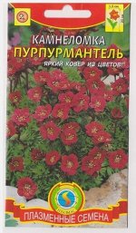 Камнеломка Пурпурмантель (Код: 75244)