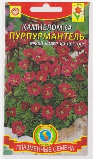 Камнеломка Пурпурмантель (Код: 75244)