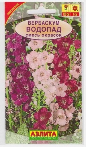 Вербаскум Водопад (Код: 130)