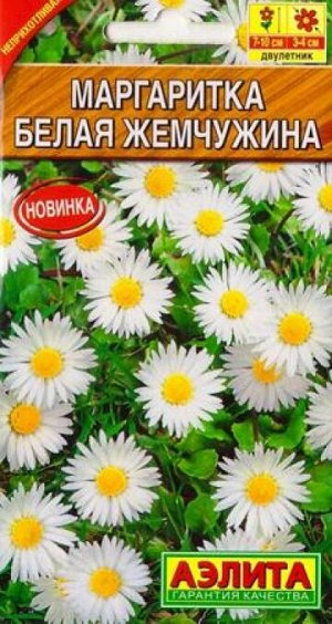 Маргаритка Белая жемчужина (Код: 85543)