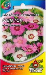 Гвоздика Перистая Балатон ХИТ&#039; (Код: 84884)