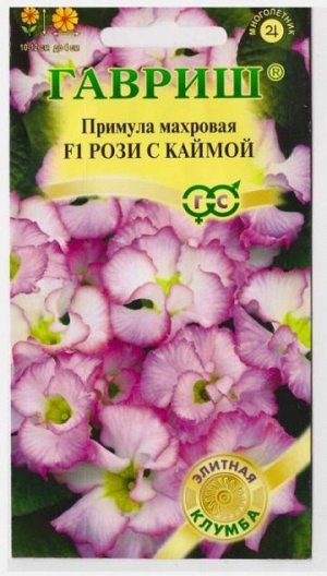 Примула Роззи F1 с каймой (Код: 70563)