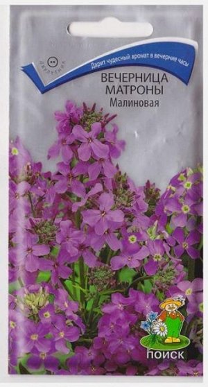 Вечерница Матроны Малиновая (Код: 7250)