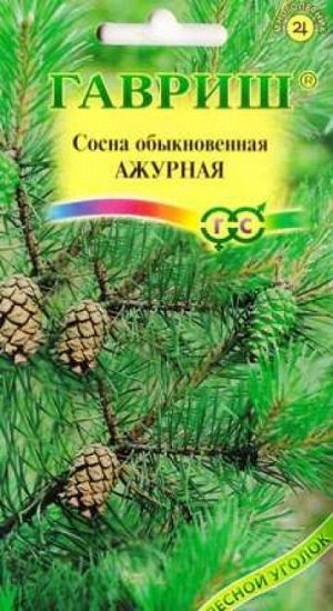 Сосна обыкновенная Ажурная (Код: 67573)