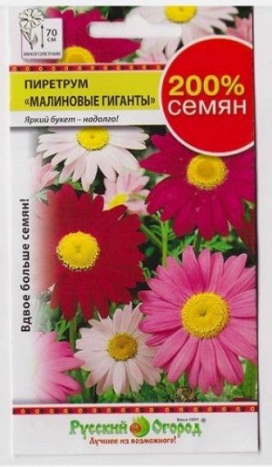 Пиретрум Малиновые гиганты (Код: 10362)