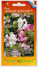 Роза Крылья Ангелов (Код: 825)