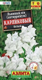 Львиный зев Карликовый Белый (Код: 6897)