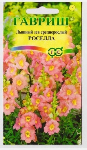 Львиный зев Роселла (Код: 15624)