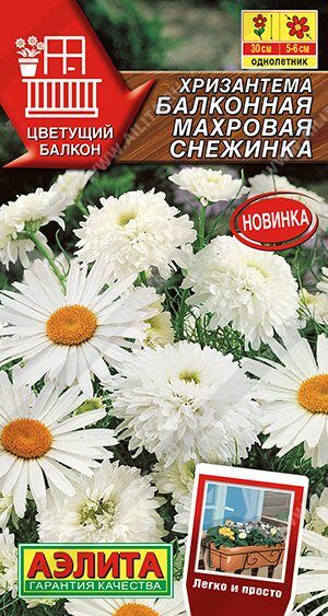 Хризантема Балконная Махровая Снежинка (Код: 89565)