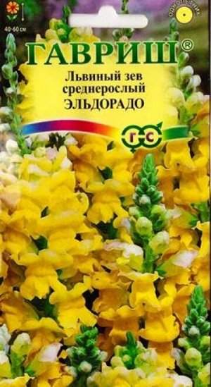 Львиный зев Эльдорадо (Код: 16356)